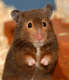 hamster qui fait bonjour