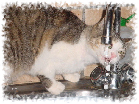 chat qui boit l'eau du robinet