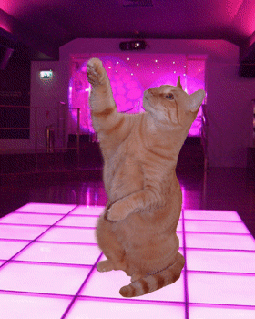 chat discoteque