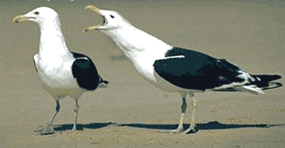 3dt0xojc.gif