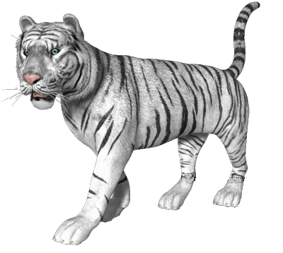 tigre blanc vivant