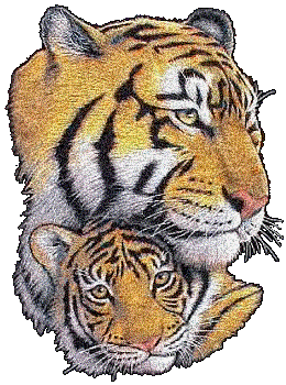 tigre jolie