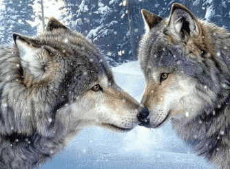 loups amoureux