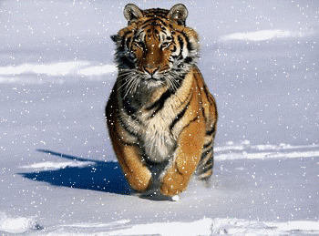 tigre qui joue dans la neige