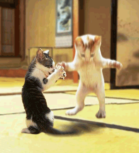 chat qui joue a corde a danser