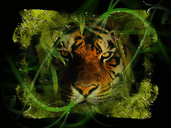 tigre scintillant