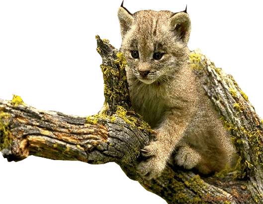 bébé lynx scintillant