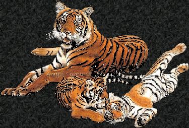 tigres scintillant
