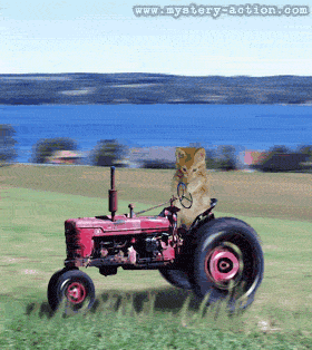 chat sur tracteur