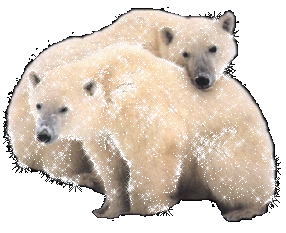 ours polaire sintillant