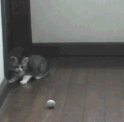 chat qui saute sur balle