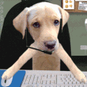 chien sur ordinateur