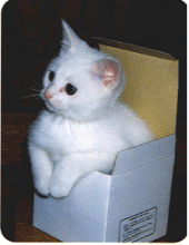 Chat dans la boite