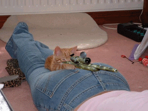 chat avec carabine