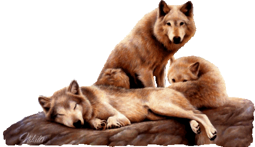loups sur un rocher