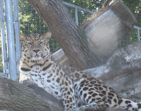 rongeur chatouille jaguard
