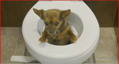 chien pris dans toilette