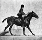 cheval equitation