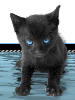 chat au-dessu de l'eau